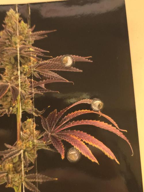 👽 🍪 MAC-1 F1 Hybrid by Barney's Farm. Week 0