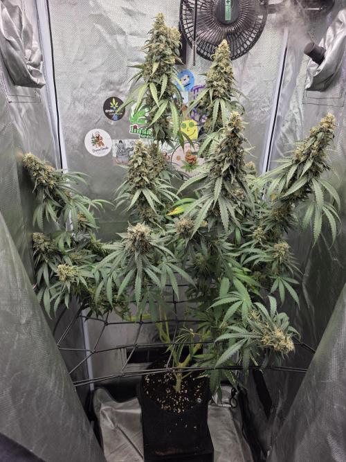 The Big Bang 💥 Divine Seeds 🇨🇦. Week 17