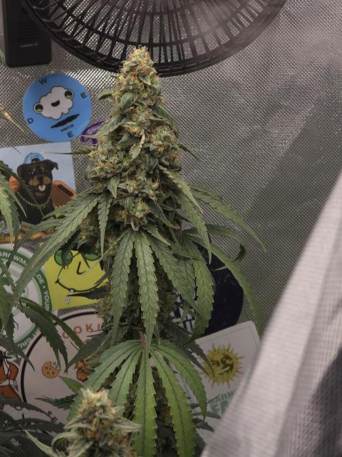 The Big Bang 💥 Divine Seeds 🇨🇦. Week 17