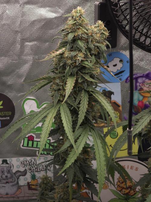 The Big Bang 💥 Divine Seeds 🇨🇦. Week 17