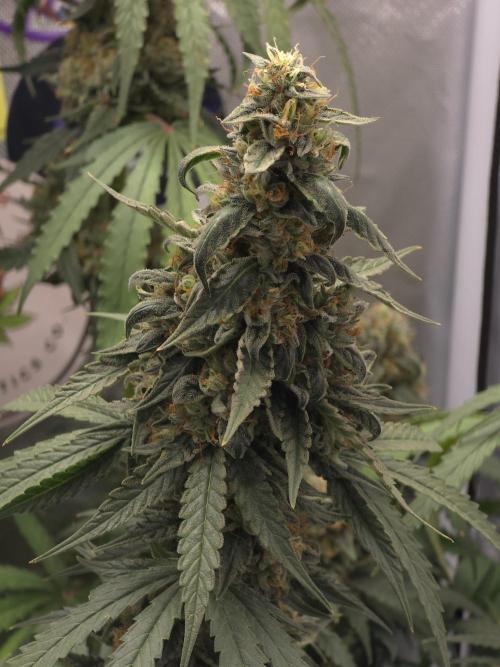 The Big Bang 💥 Divine Seeds 🇨🇦. Week 17