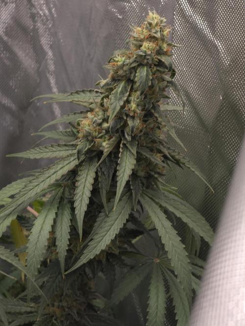 The Big Bang 💥 Divine Seeds 🇨🇦. Week 17