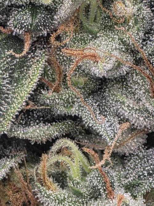 The Big Bang 💥 Divine Seeds 🇨🇦. Week 17