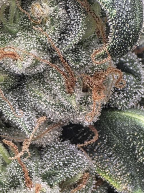 The Big Bang 💥 Divine Seeds 🇨🇦. Week 17