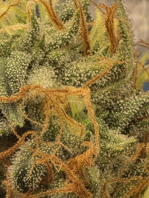 The Big Bang 💥 Divine Seeds 🇨🇦. Week 17