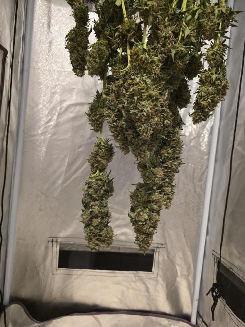 The Big Bang 💥 Divine Seeds 🇨🇦. Week 18