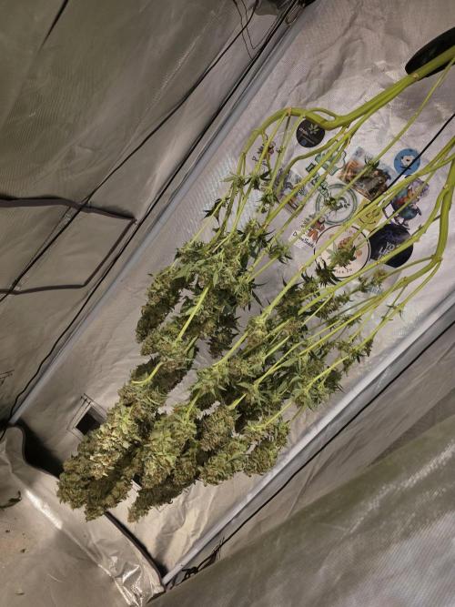 The Big Bang 💥 Divine Seeds 🇨🇦. Week 18