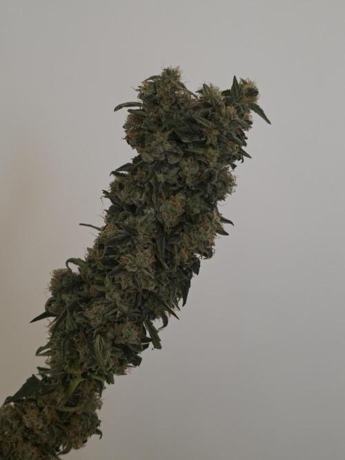The Big Bang 💥 Divine Seeds 🇨🇦. Week 18