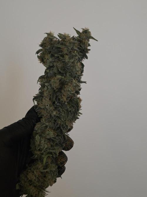 The Big Bang 💥 Divine Seeds 🇨🇦. Week 18