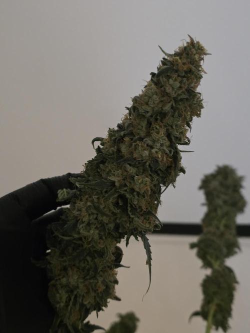 The Big Bang 💥 Divine Seeds 🇨🇦. Week 18