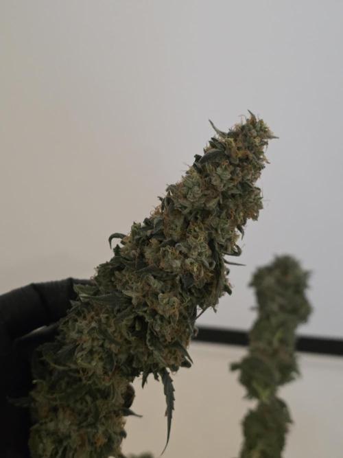 The Big Bang 💥 Divine Seeds 🇨🇦. Week 18