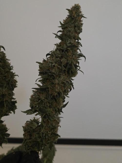 The Big Bang 💥 Divine Seeds 🇨🇦. Week 18