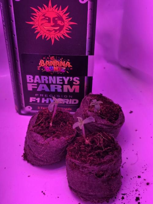 Banana Runtz 🍌🍬 F1 Hybrid by Barney's. Week 0