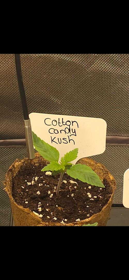 Delicious Seeds GC 26 🏆 - CCKush. Week 0