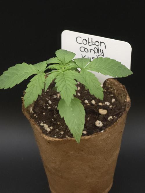 Delicious Seeds GC 26 🏆 - CCKush. Week 1