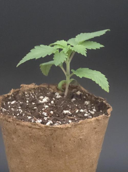 Banana Runtz 🍌🍬 F1 Hybrid by Barney's. Week 1
