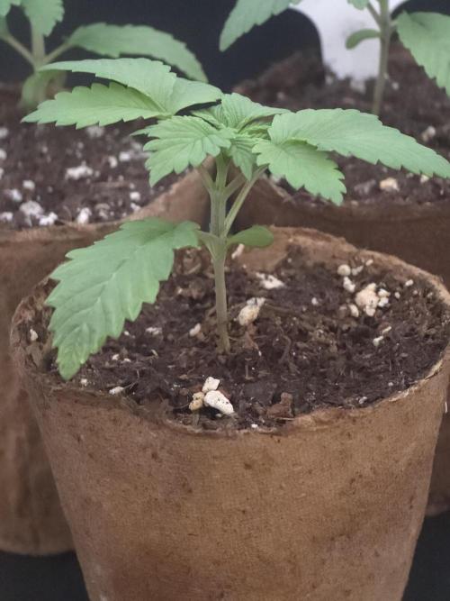 Banana Runtz 🍌🍬 F1 Hybrid by Barney's. Week 1