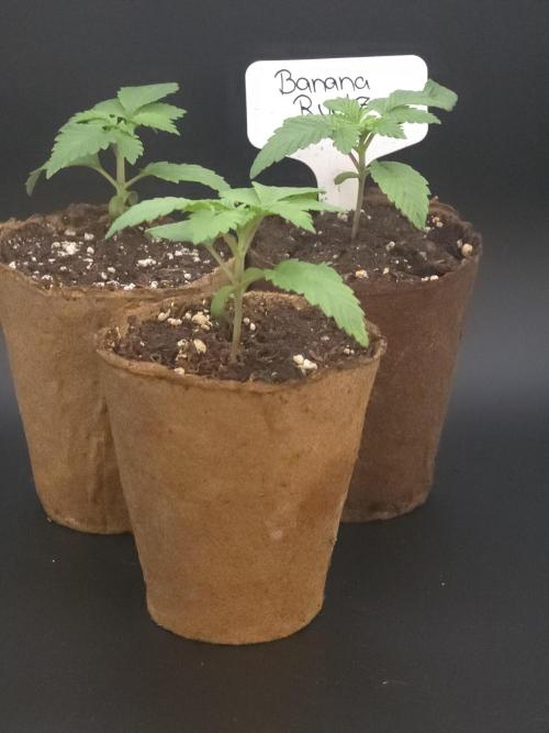 Banana Runtz 🍌🍬 F1 Hybrid by Barney's. Week 1