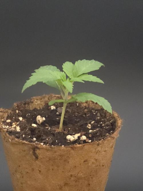 👽 🍪 MAC-1 F1 Hybrid by Barney's Farm. Week 1
