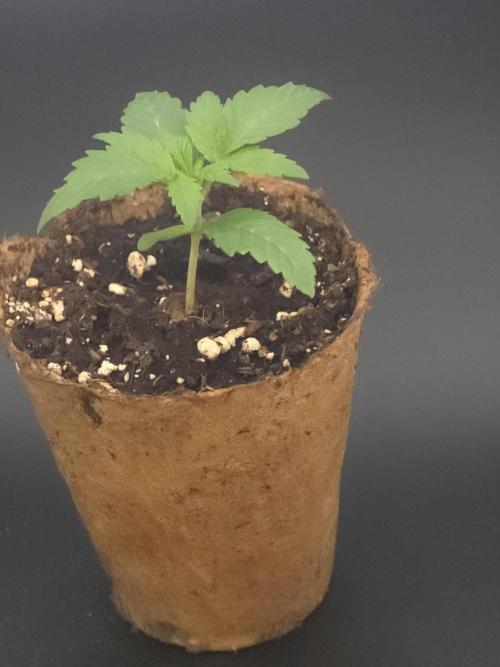 👽 🍪 MAC-1 F1 Hybrid by Barney's Farm. Week 1