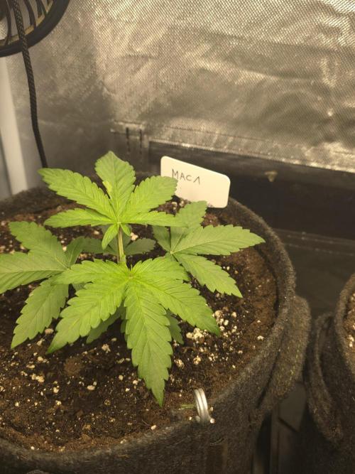 👽 🍪 MAC-1 F1 Hybrid by Barney's Farm. Week 2