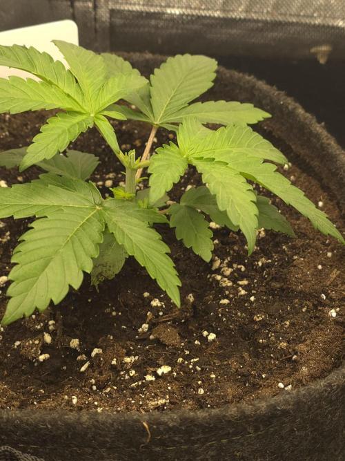 👽 🍪 MAC-1 F1 Hybrid by Barney's Farm. Week 2