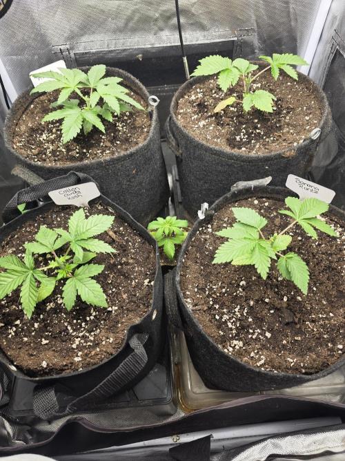 👽 🍪 MAC-1 F1 Hybrid by Barney's Farm. Week 2