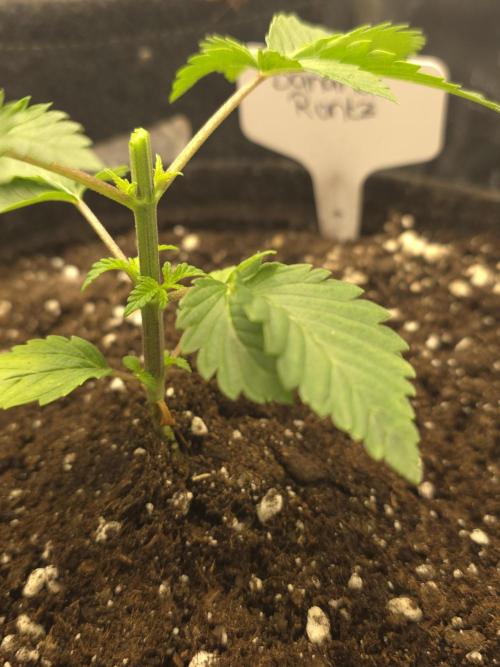 Banana Runtz 🍌🍬 F1 Hybrid by Barney's. Week 2