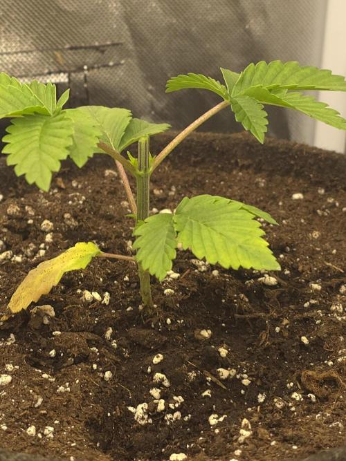Banana Runtz 🍌🍬 F1 Hybrid by Barney's. Week 2