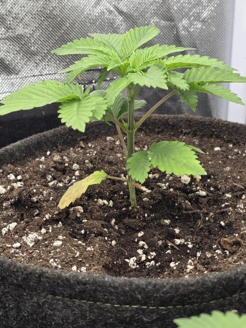 Banana Runtz 🍌🍬 F1 Hybrid by Barney's. Week 2