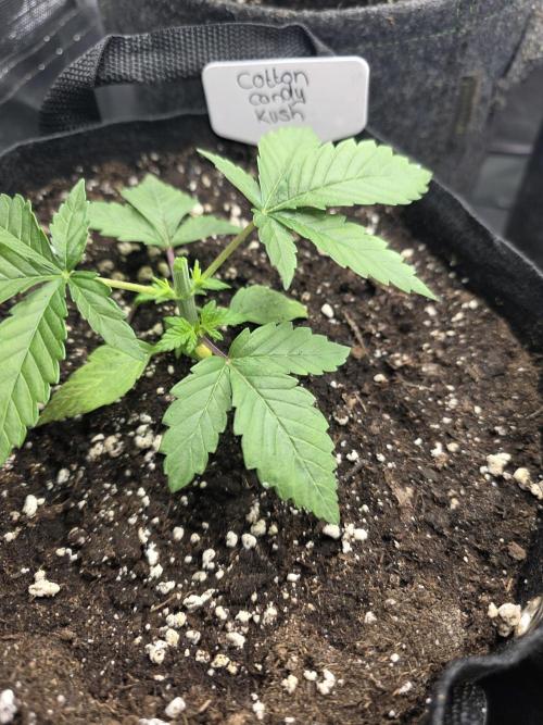 Delicious Seeds GC 26 🏆 - CCKush. Week 2