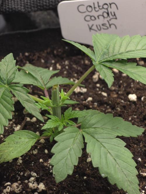 Delicious Seeds GC 26 🏆 - CCKush. Week 2