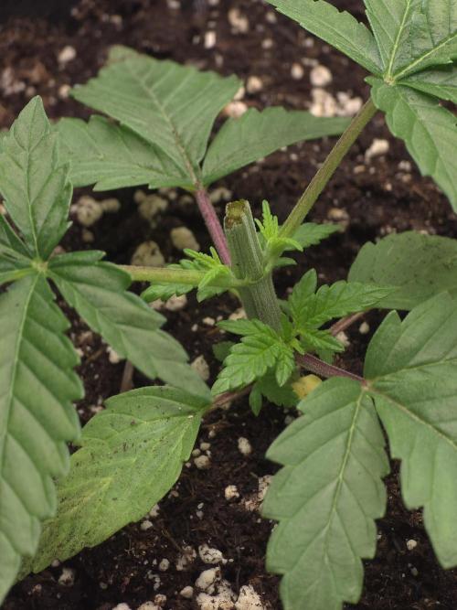 Delicious Seeds GC 26 🏆 - CCKush. Week 2