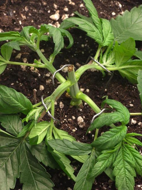 Delicious Seeds GC 26 🏆 - CCKush. Week 3