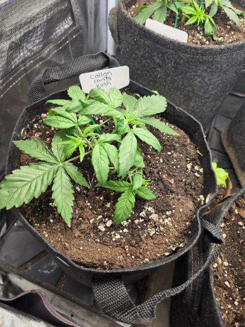 Delicious Seeds GC 26 🏆 - CCKush. Week 3
