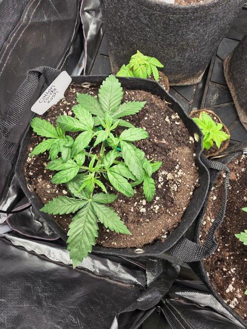 Delicious Seeds GC 26 🏆 - CCKush. Week 3
