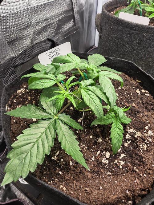 Delicious Seeds GC 26 🏆 - CCKush. Week 3