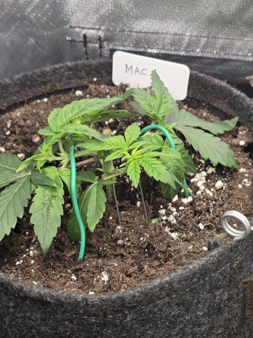 👽 🍪 MAC-1 F1 Hybrid by Barney's Farm. Week 3