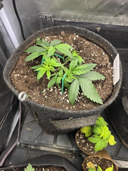 👽 🍪 MAC-1 F1 Hybrid by Barney's Farm. Week 3