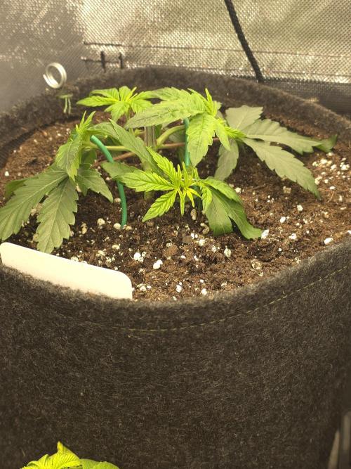 👽 🍪 MAC-1 F1 Hybrid by Barney's Farm. Week 3