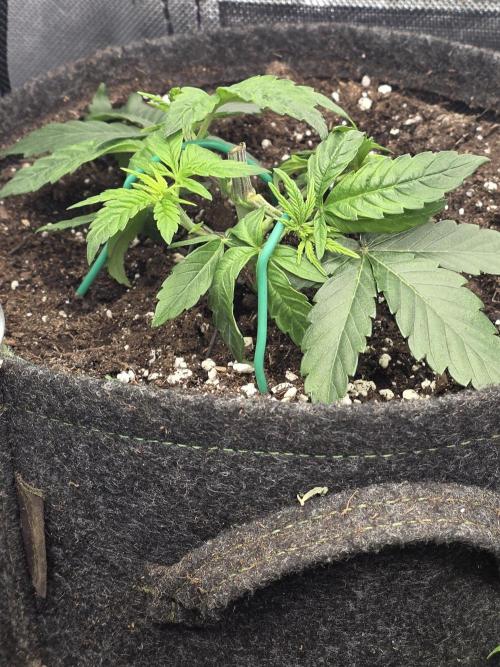 👽 🍪 MAC-1 F1 Hybrid by Barney's Farm. Week 3