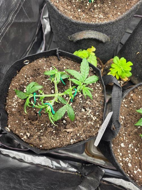 Delicious Seeds GC 26 🏆 - CCKush. Week 3