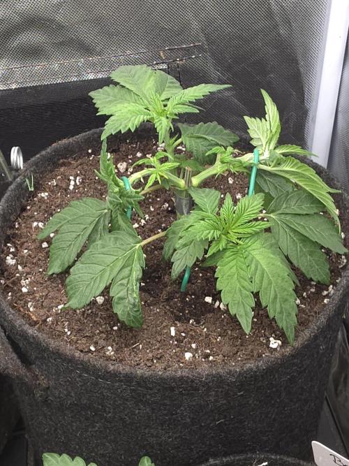 Banana Runtz 🍌🍬 F1 Hybrid by Barney's. Week 3