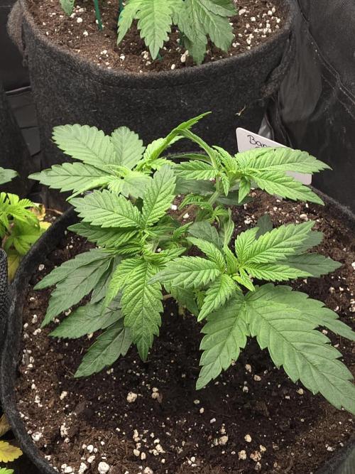 Banana Runtz 🍌🍬 F1 Hybrid by Barney's. Week 3