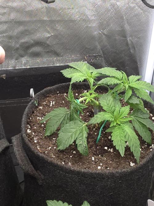 Banana Runtz 🍌🍬 F1 Hybrid by Barney's. Week 3