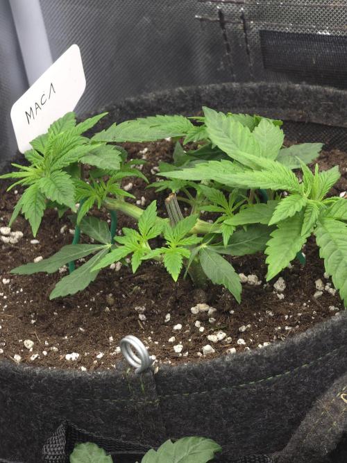 👽 🍪 MAC-1 F1 Hybrid by Barney's Farm. Week 4