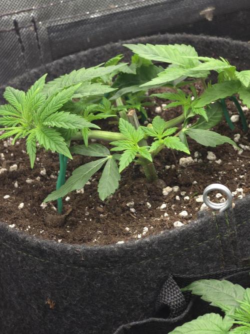 👽 🍪 MAC-1 F1 Hybrid by Barney's Farm. Week 4
