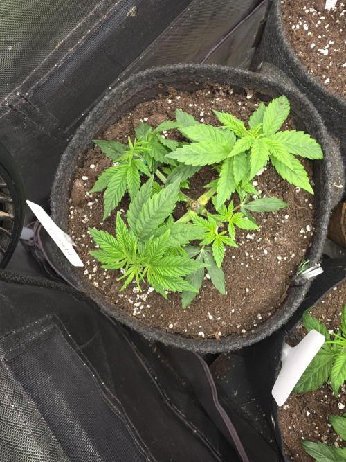 👽 🍪 MAC-1 F1 Hybrid by Barney's Farm. Week 4
