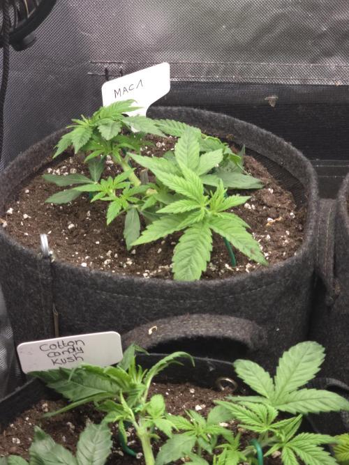 👽 🍪 MAC-1 F1 Hybrid by Barney's Farm. Week 4