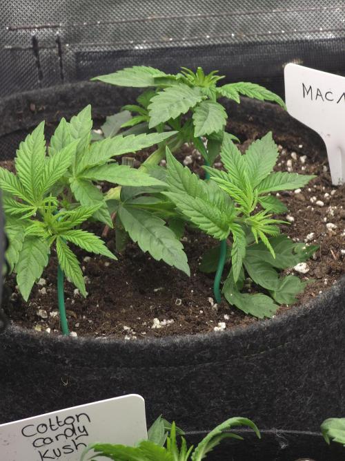 👽 🍪 MAC-1 F1 Hybrid by Barney's Farm. Week 4